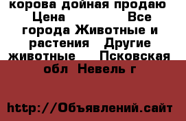 корова дойная продаю › Цена ­ 100 000 - Все города Животные и растения » Другие животные   . Псковская обл.,Невель г.